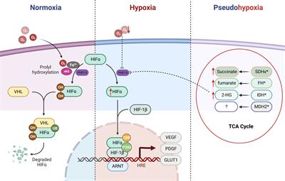 The connection between tricarboxylic acid cycle enzyme mutations and pseudohypoxic signaling in pheochromocytoma and paraganglioma